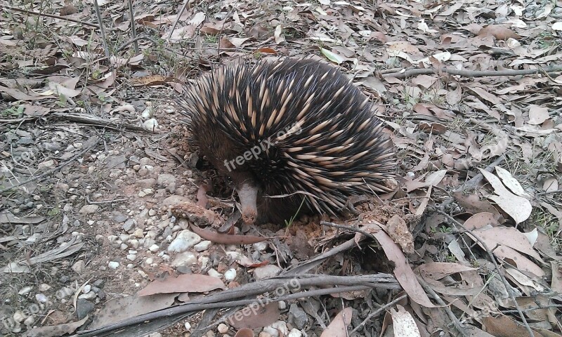 Porcupine Echidna Nature Mammal Animal