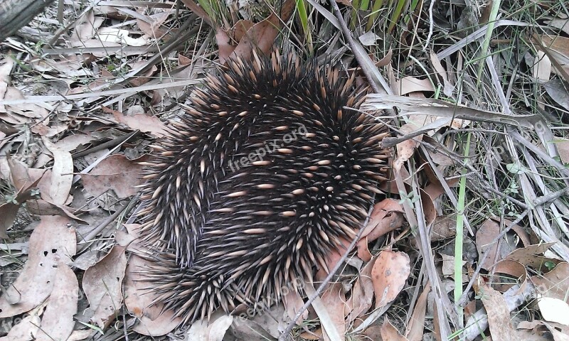 Porcupine Echidna Mammal Nature Marsupial