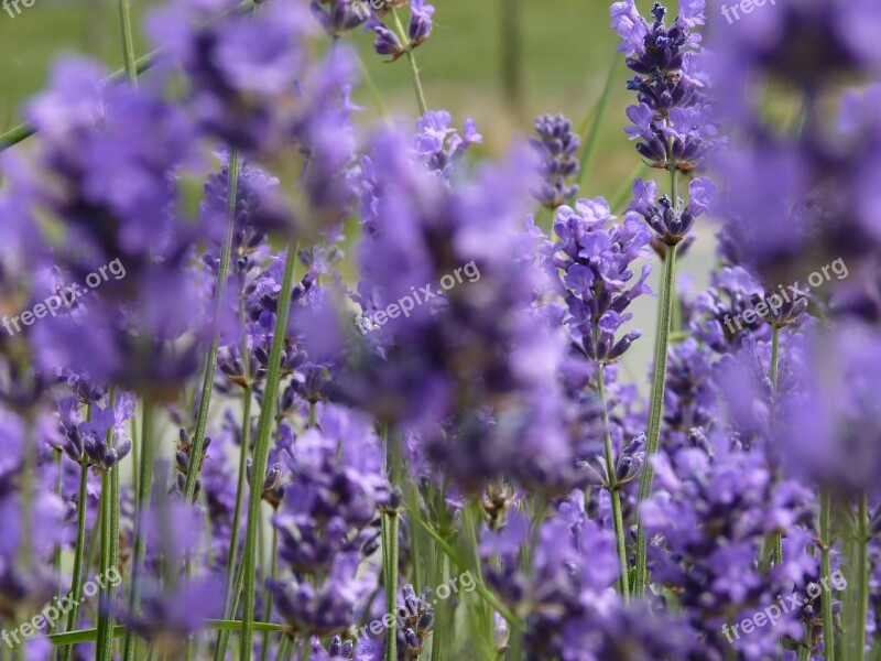 Lavender Flowers Scents Summer Field