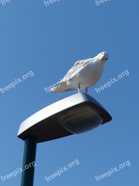 Seagull Curious Water Bird Langeoog East Frisia