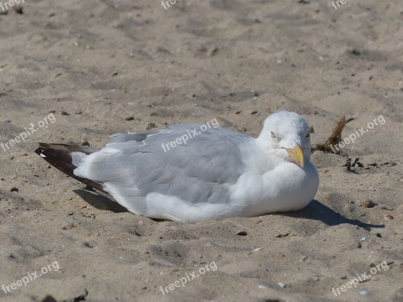 Seagull Sand White Langeoog East Frisia