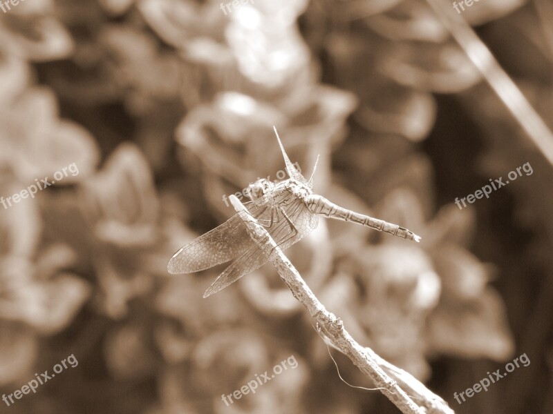 Dragonfly Macro Detail Branch Bush