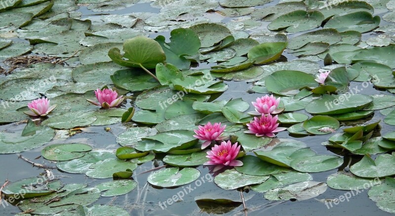 Water Lilies Pond Water Lily Pink Summer