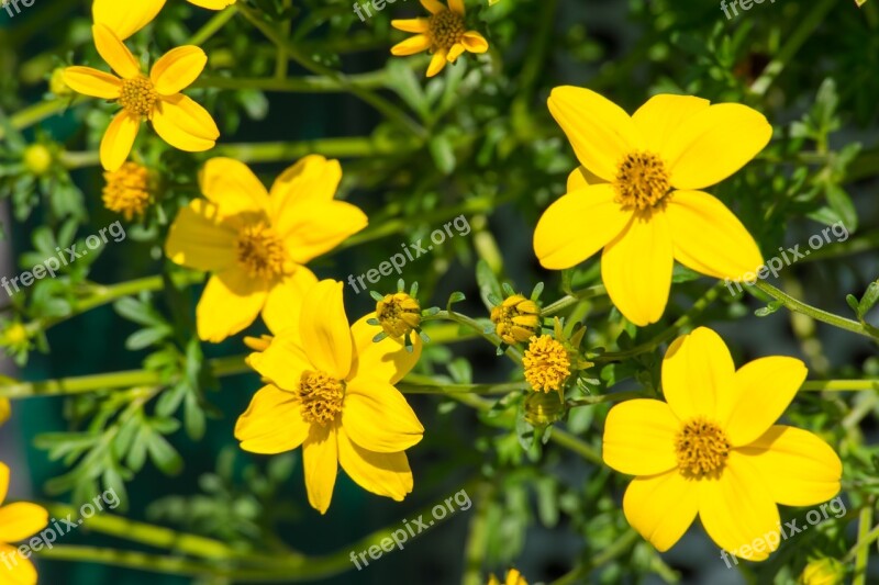 Red Flower Garden Nature Blossom