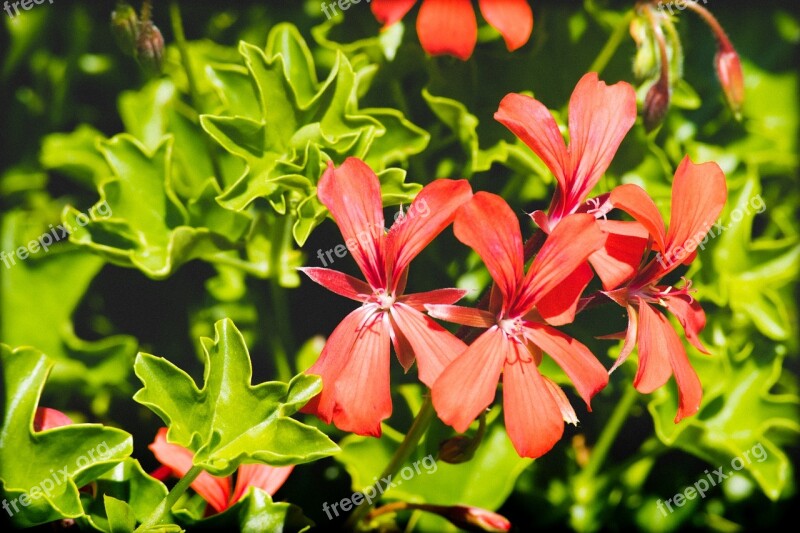 Red Flower Garden Nature Blossom