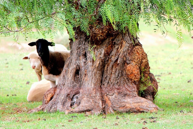 Sheep Shade Peek Hiding Countryside