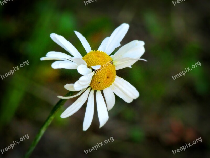 Double Daisy Flower Summer Nature