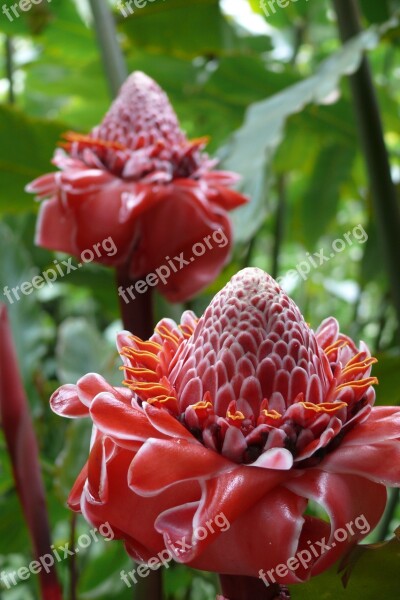 Mauritius Gardens Wax Flowers Free Photos