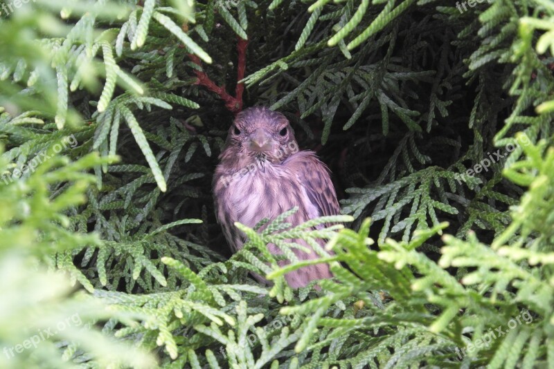 Bird Hollow Tree Ornithology Free Photos