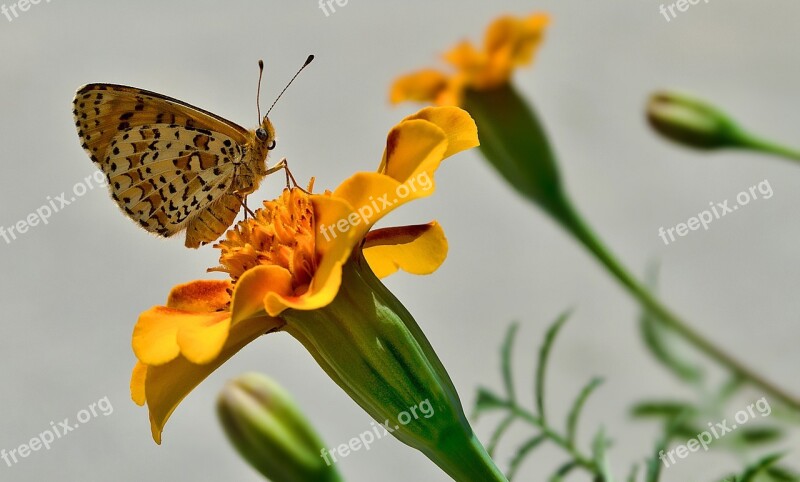 πεταλούλα Flower Summer Bloom Yellow