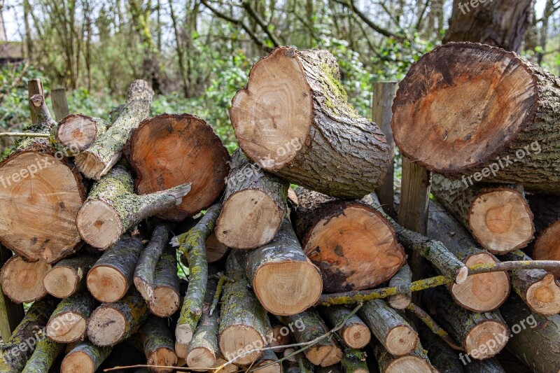 Wood Tree Tree Trunk Trees Green