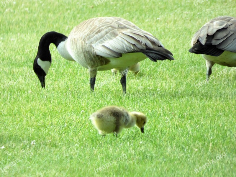 Goose Gosling Geese Free Photos