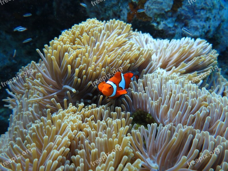 Underwater Scuba Diving Sea Red Sea Egypt