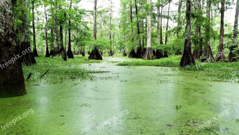 Lake Bayou Louisiana Nature Marsh