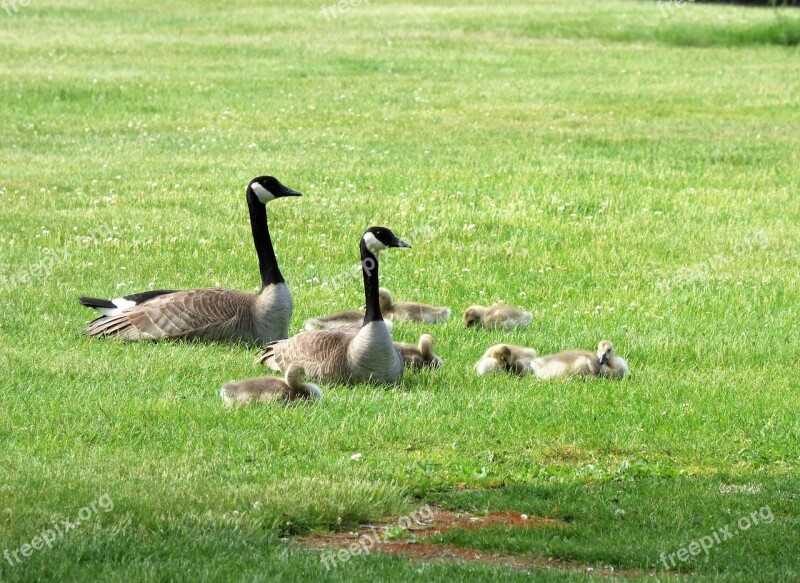 Geese Goslings Fowl Free Photos