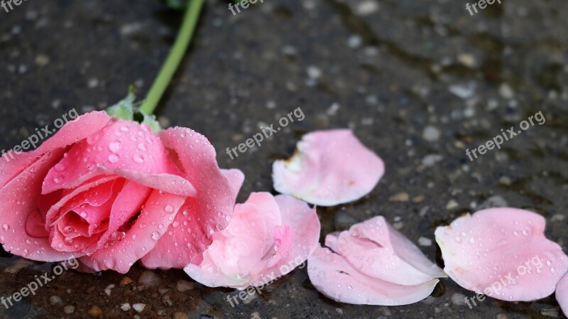 Pink Rose Petals In Water Drops Wet