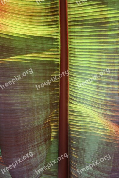 Palm Palm Leaf Leaf Multi-coloured Close-up