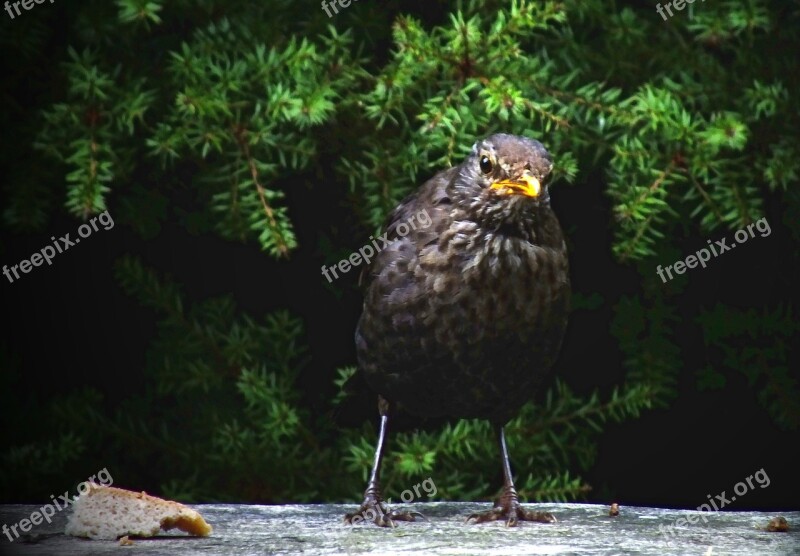 Blackbird Wren Wildlife Bird Nature