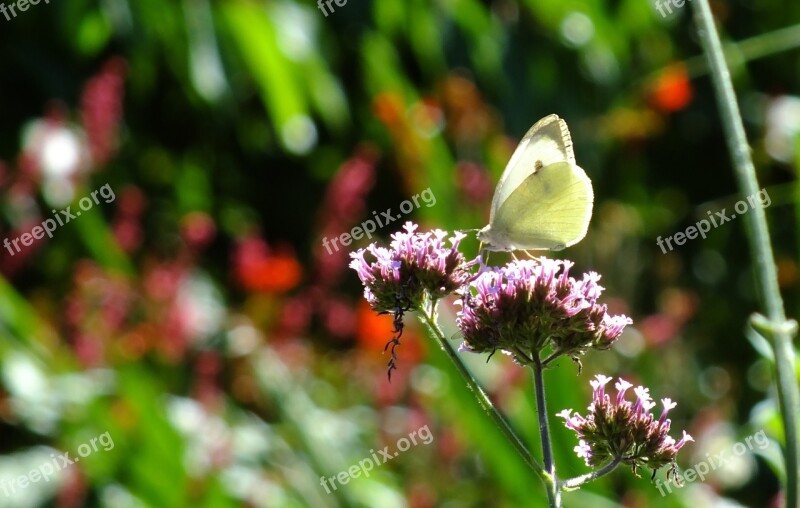 Butterfly Cabbage White Wildlife Nature Butterflies