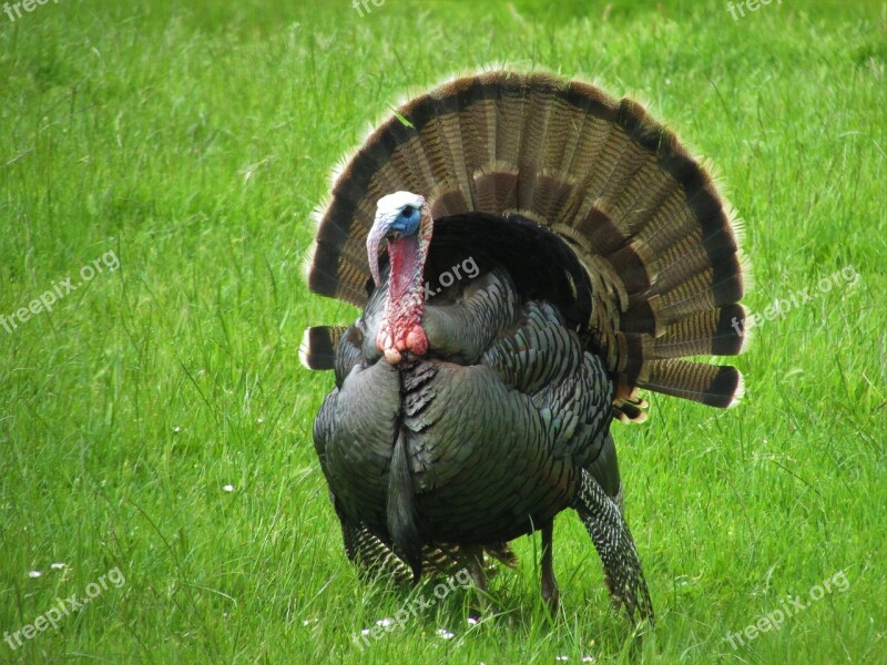 Wild Turkey Turkey Grass Green Oregon