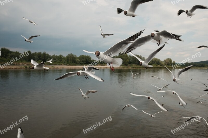 Terns Wisla View River Landscape