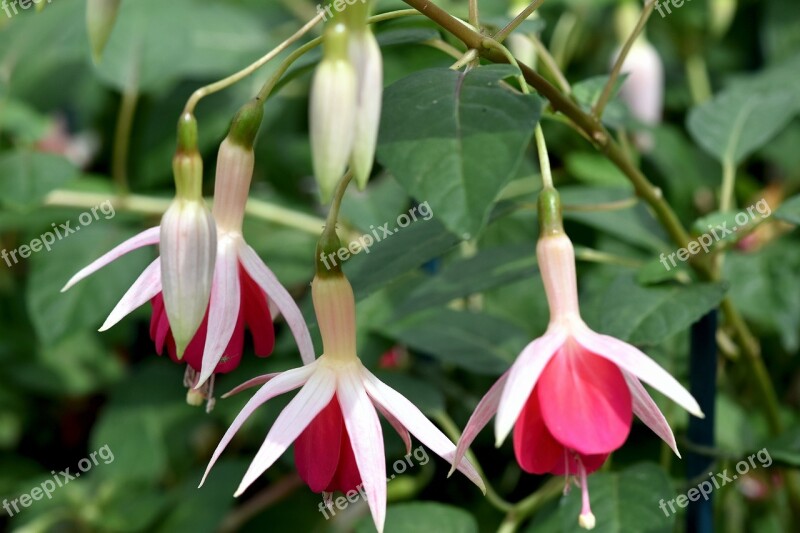 Plant Flower Ornamental Fuchsia Free Photos