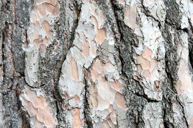 Tree Trunk Variegated Bark Rough