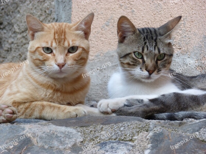 Couple Cats Housecat Rest Free Photos