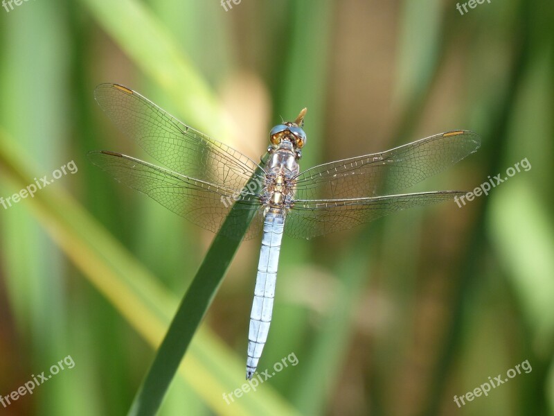 Dragonfly Orthetrum Brunneum Blue Dragonfly Parot Pruïnos Leaf