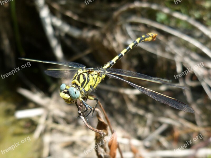 Ibélula Dragonfly Tiger Onychogomphus Forcipatus Tallanassos Petit Eyes Compounds