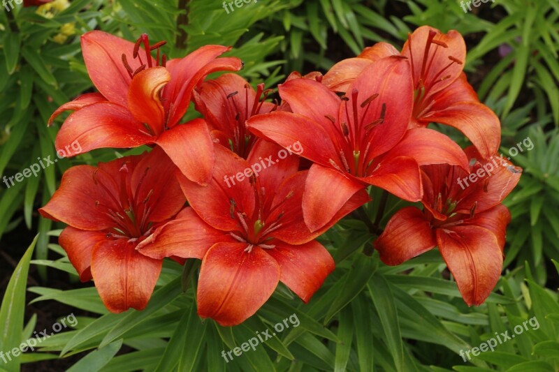 Flowers Lillies Bloom Blossom Nature