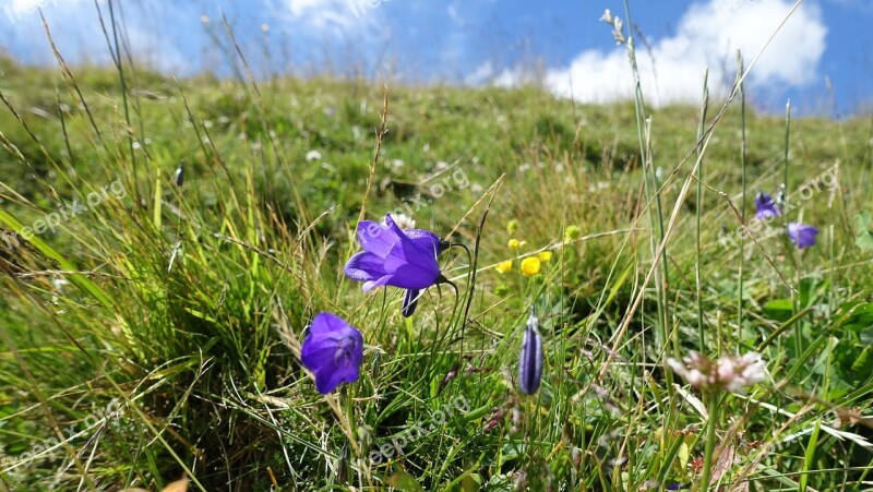 Mountain Meadow Bellflower Nature Summer Grasses