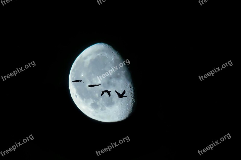 Moon Birds Night Bird Flight Mystical