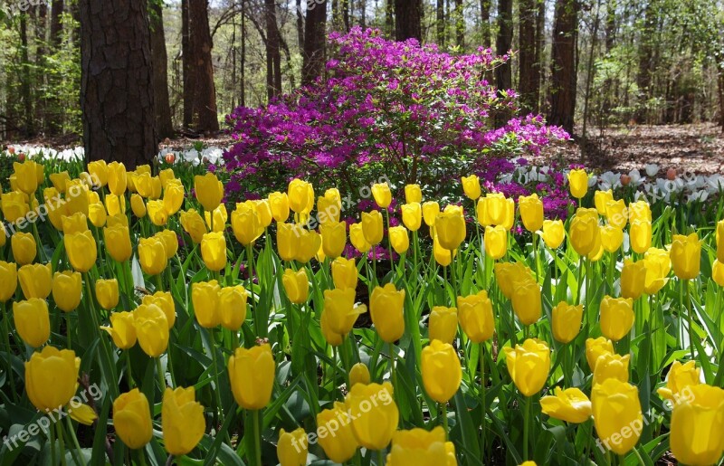 Garvan Woodland Gardens Tulips Tulips Woodland Gardens Hot Springs