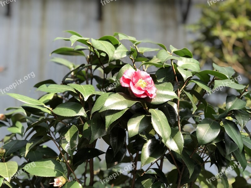 Flower Camellia Flower Petal Jeju Free Photos