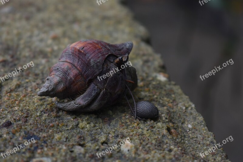 Hermit Crabs Hermit Crab Shell Crustacean