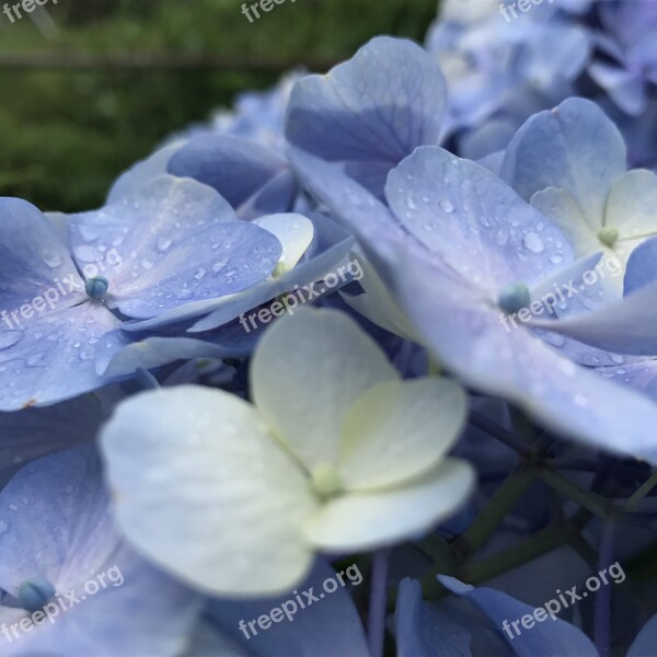 Flower Waterdrop Water Drops Natural Water Droplets