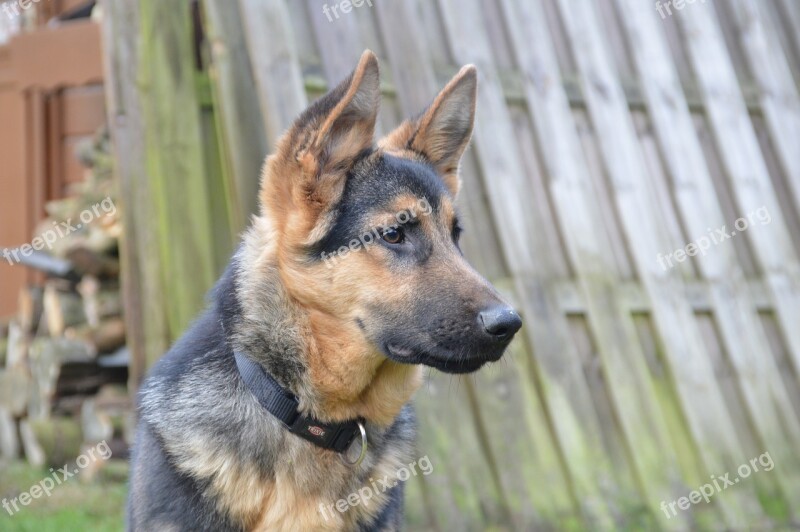 Shepherd Dog Head Snout Eyes