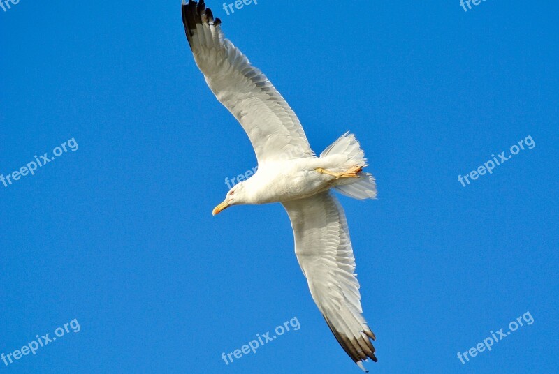 Bird Seagull Nature Sky Animal World