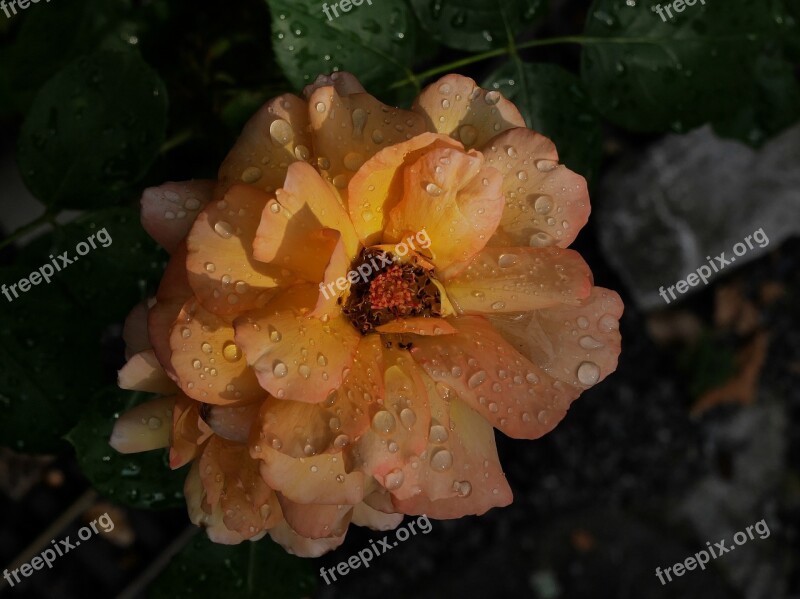 Rose Rain Rainstorm Light Yellow