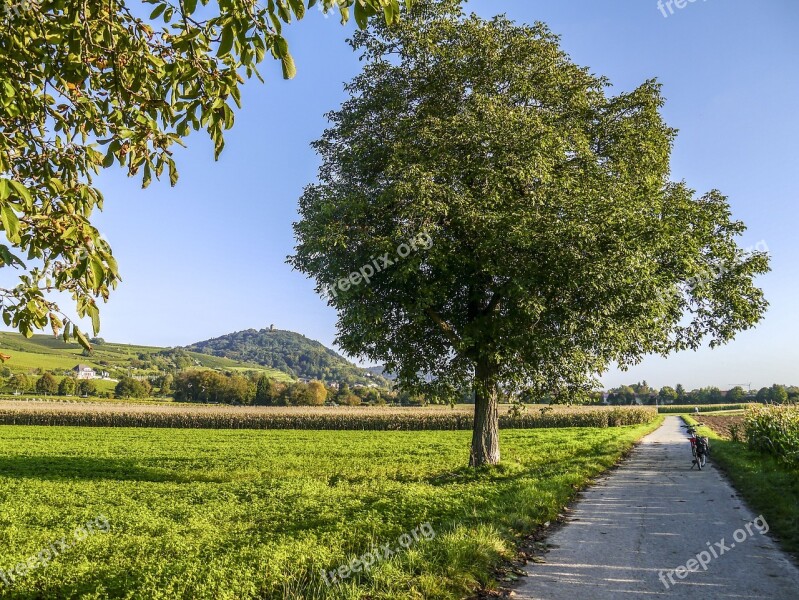 Tree Free Standing Away Light And Shadow Mountain Road Field