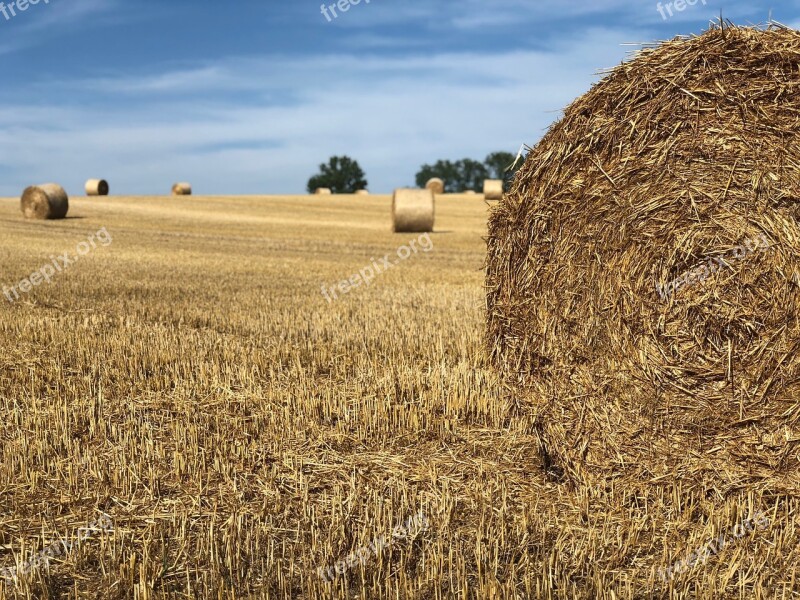 Nature Straw Bales Harvest Agriculture Summer