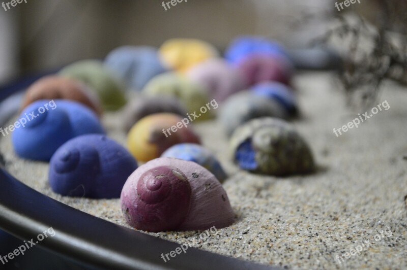 Slugs Shells Mollusk Colorful Animal