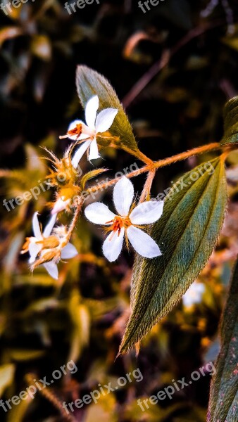 Flower Flowers Floral Garden Exoticism