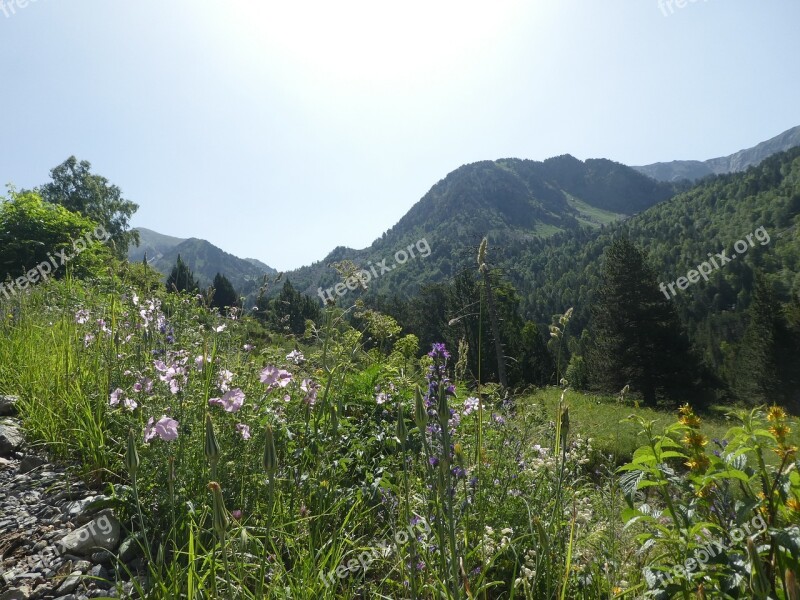 Flowers Trees Mountain Andorra Free Photos