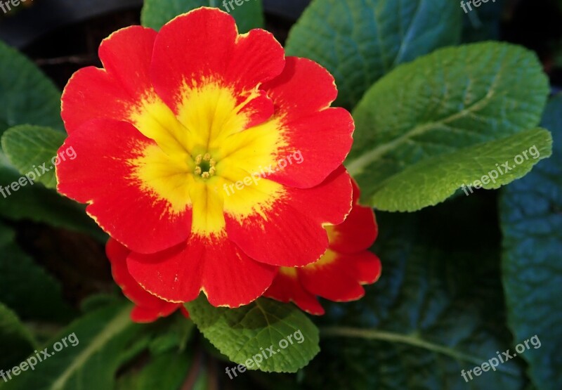 Primrose Flower Bright Nature Plant