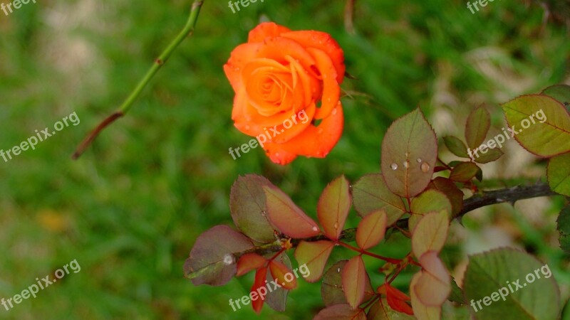 Rose Red Color Flowering Shape Nature