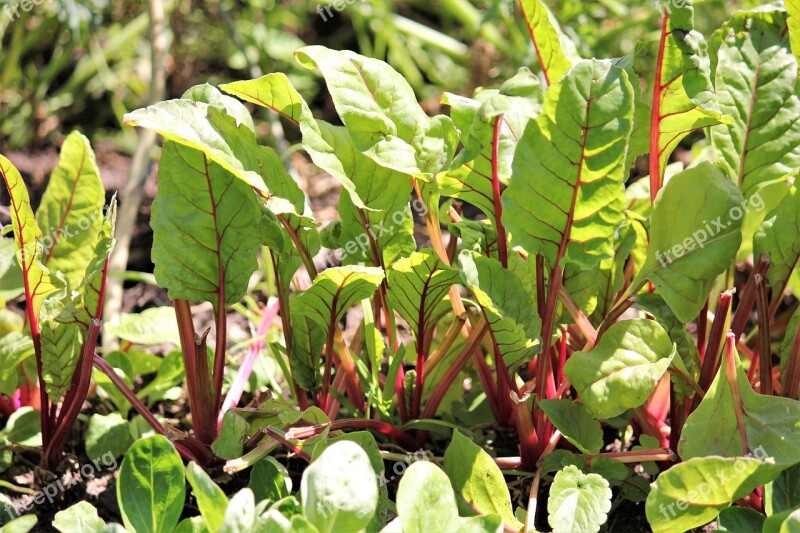 Chard Mini Small Vegetables Nature