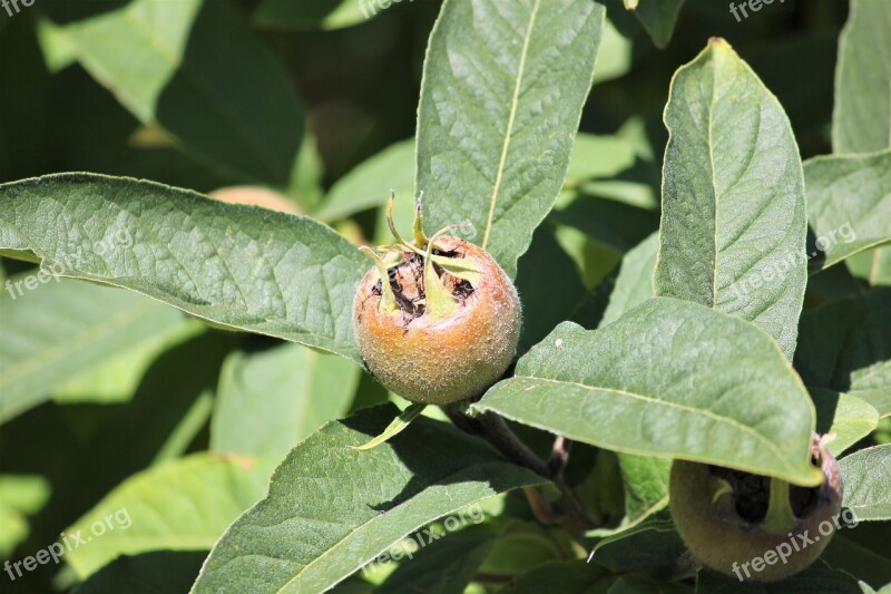 Medlar Fruit Ripe Tree Small Garden Garden