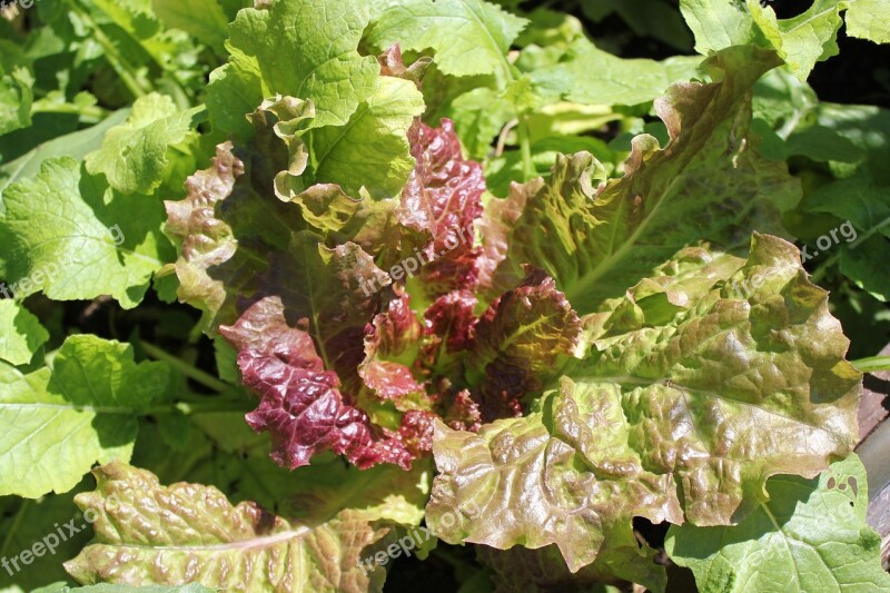 Head Of Lettuce Salad Healthy Lettuce Garden